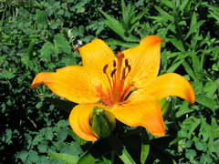 Lilium bulbiferum