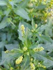 Mercurialis annua