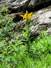 Lilium bulbiferum