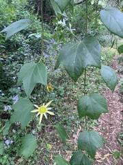 Passiflora herbertiana