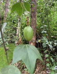 Passiflora herbertiana