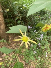 Passiflora herbertiana