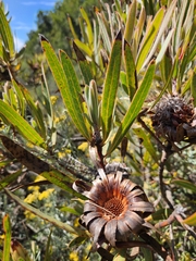 Protea burchellii