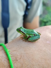 Hyla molleri