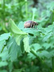 Liophloeus tessulatus