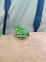 Hyla molleri