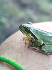 Hyla molleri