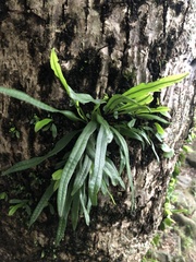 Lepisorus thunbergianus