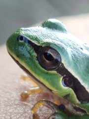 Hyla molleri