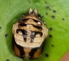 Harmonia testudinaria