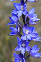 Thelymitra aristata
