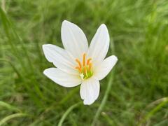 Zephyranthes candida