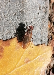 Heleomyzidae