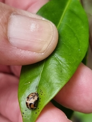 Harmonia testudinaria