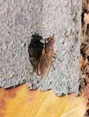 Heleomyzidae