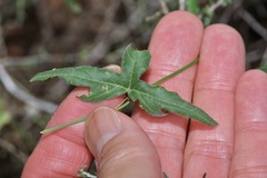 Passiflora tenuiloba