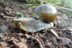 Lissachatina fulica