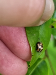 Harmonia testudinaria