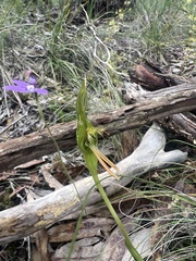 Pterostylis plumosa