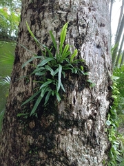 Lepisorus thunbergianus