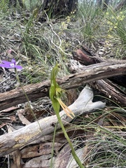 Pterostylis plumosa