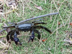 Metopograpsus thukuhar