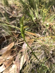 Pterostylis plumosa