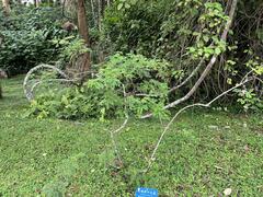 Indigofera cassioides