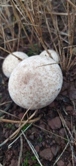 Lycoperdon mammiforme
