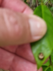 Harmonia testudinaria