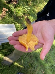 Hygrocybe quieta
