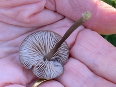 Entoloma infula
