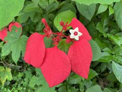 Mussaenda erythrophylla