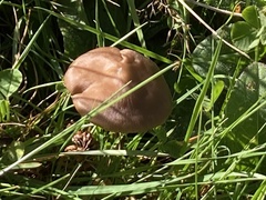 Entoloma infula