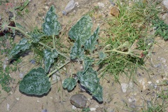 Nyctaginia capitata