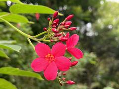 Jatropha integerrima