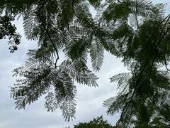 Jacaranda mimosifolia