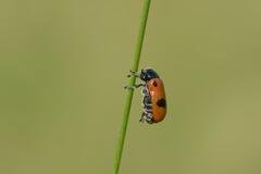 Clytra