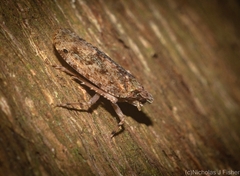Errotasa neovalesiaca