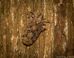 Errotasa neovalesiaca