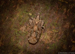 Errotasa neovalesiaca