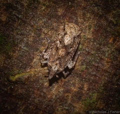 Errotasa neovalesiaca