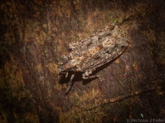 Errotasa neovalesiaca