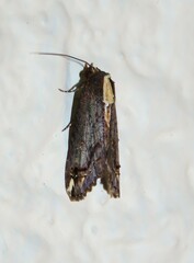 Lophoptera nama