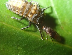 Phorinae