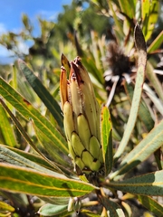 Protea burchellii