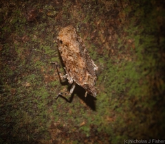 Errotasa neovalesiaca