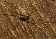 Neopantopsalis pentheter
