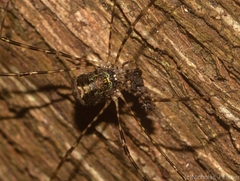 Neopantopsalis pentheter