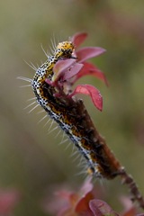 Androloma disparata